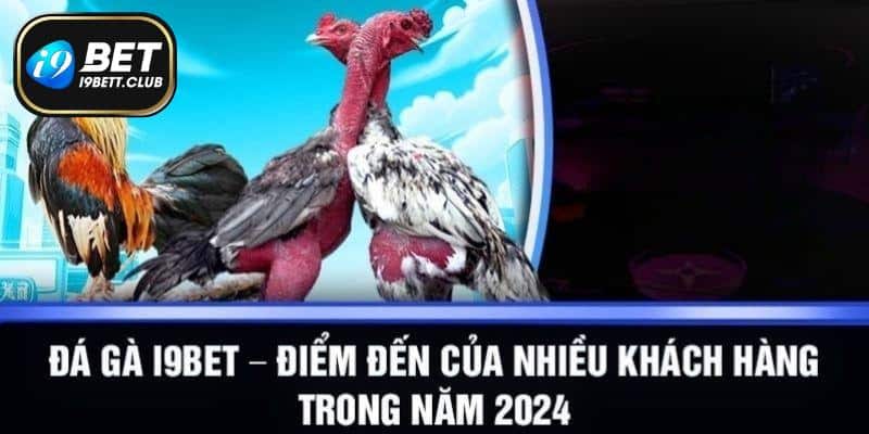 Chia sẻ kinh nghiệm hay nhất dành cho hội viên cá độ đá gà I9BET