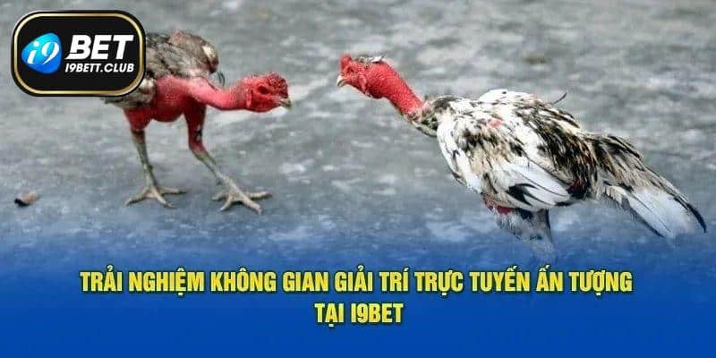 Cập nhật loại hình thi đấu chọi gà hot nhất tại I9BET
