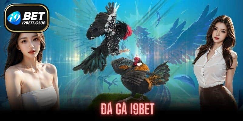 Đá gà tại I9BET sở hữu nhiều sự kiện, giải đấu lớn